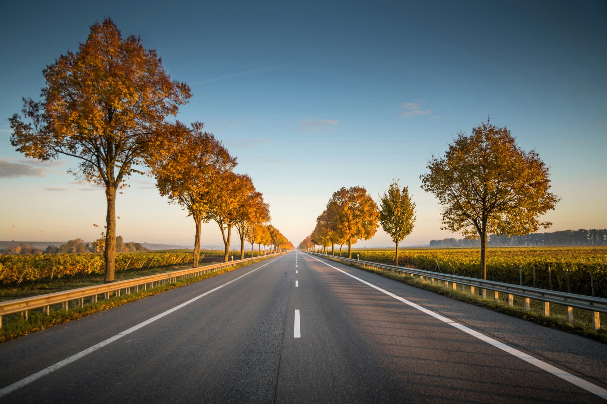 An empty highway at sunrise lined with autumn trees, running toward the horizon